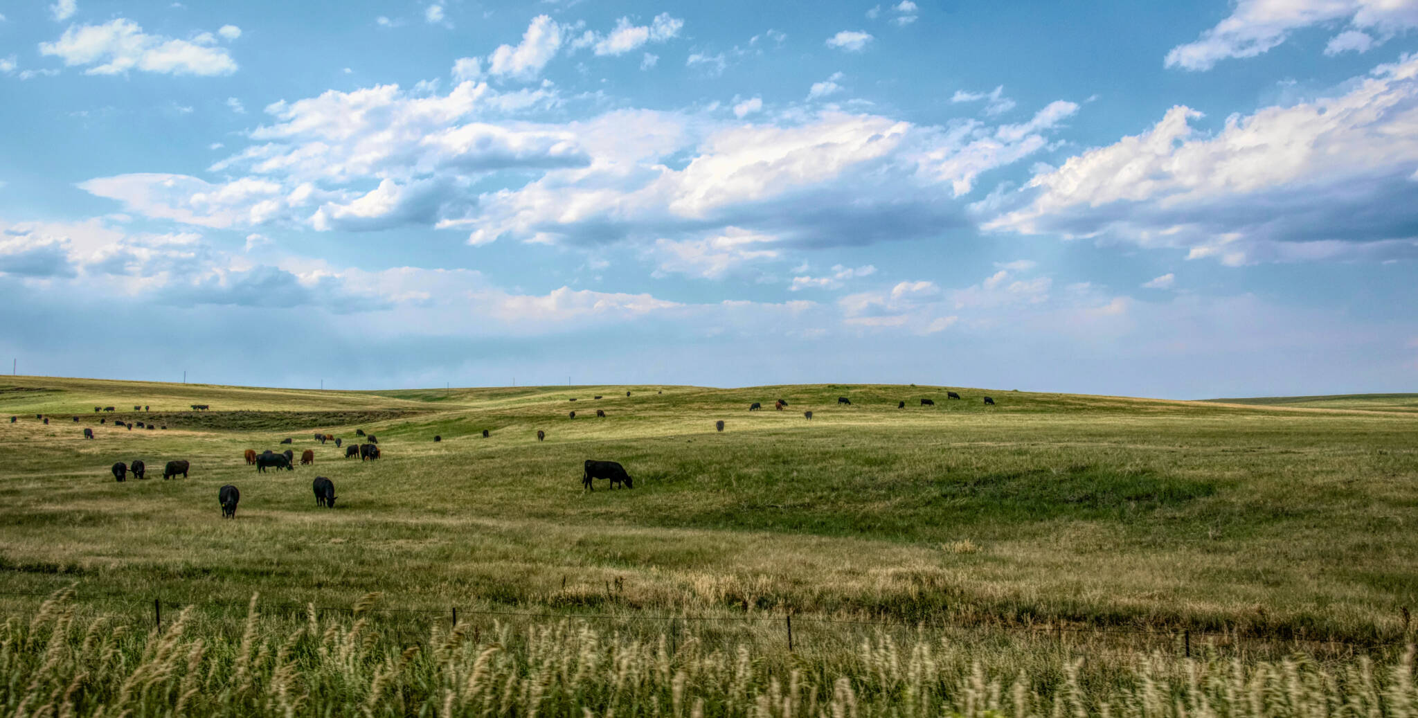 Rural Landscape In Nebraska, Usa. Fields And Grazing Herds Of Cows