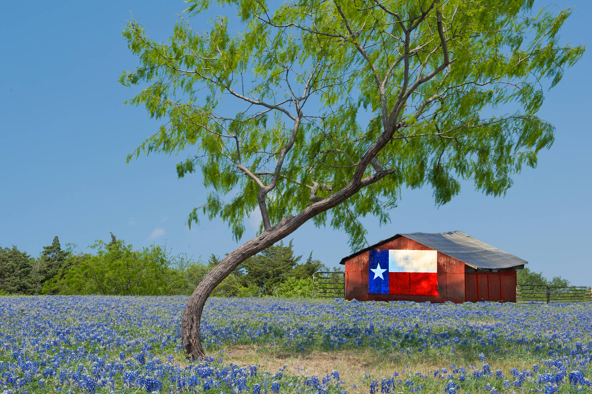 Texas Bluebonnets, Barn with Texas flag painted onto it