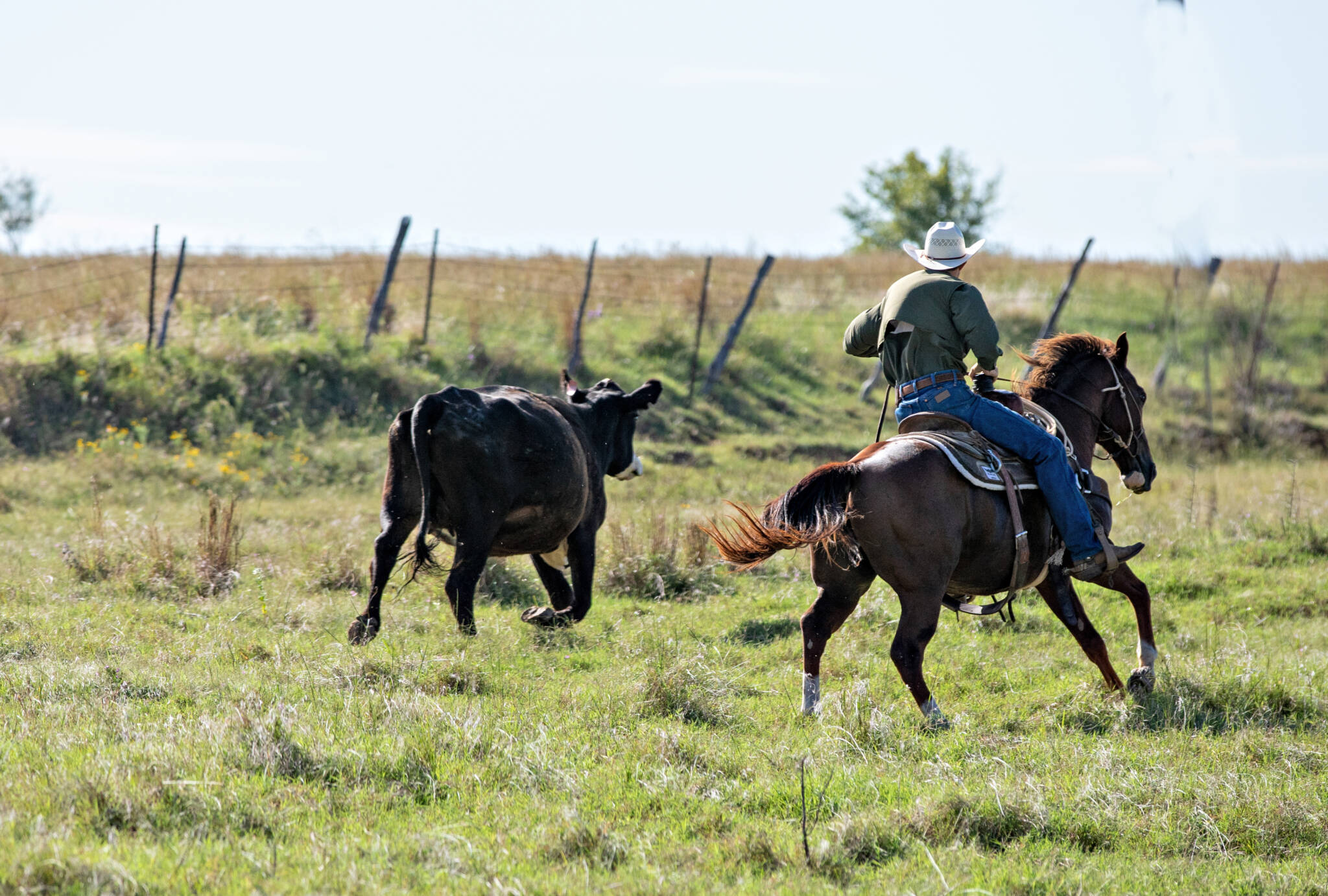 Texas cowboy riding a horse trying to chase escaped cattle