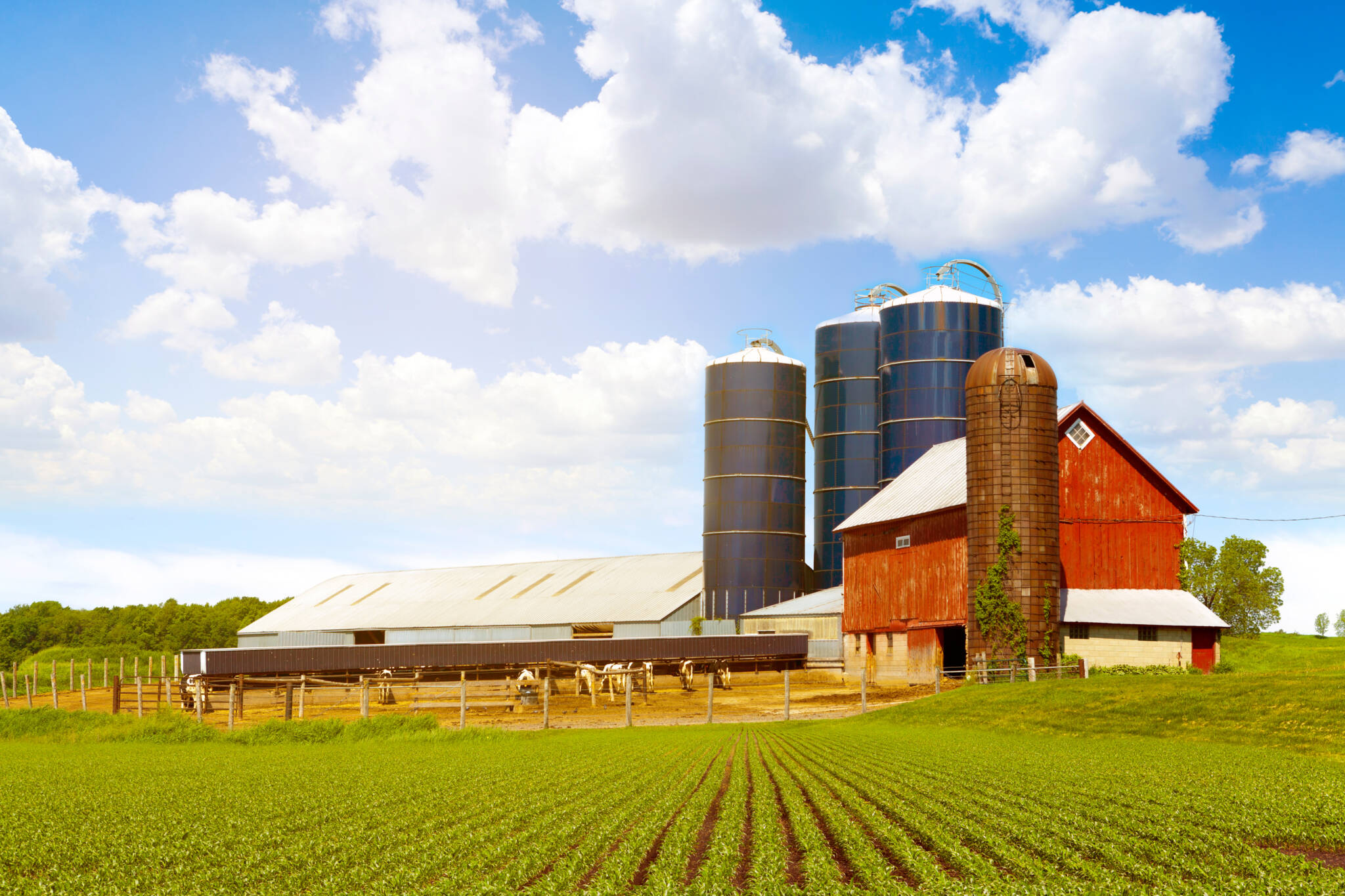 Red Dairy Farm With Sunny Sky