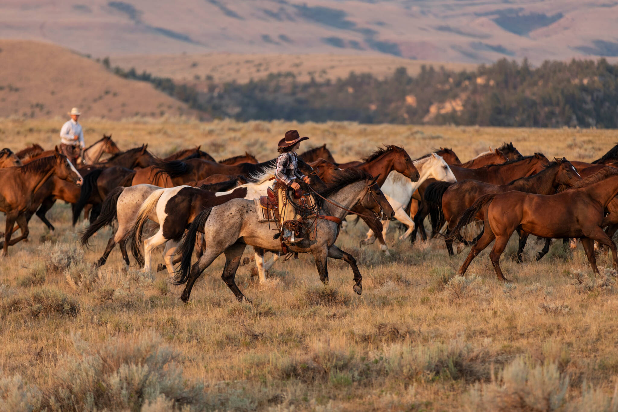 American Quarter Horse Ranch In Wyoming, jingling The Cavvy/herd At Dawn