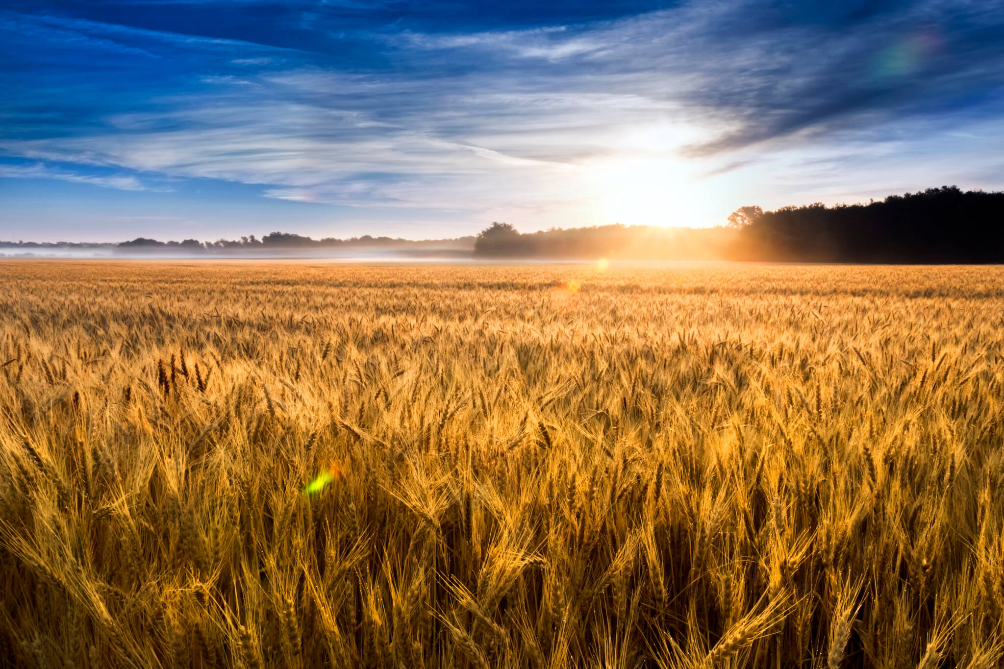Misty Sunrise Over Golden Wheat Field In Central Kansas