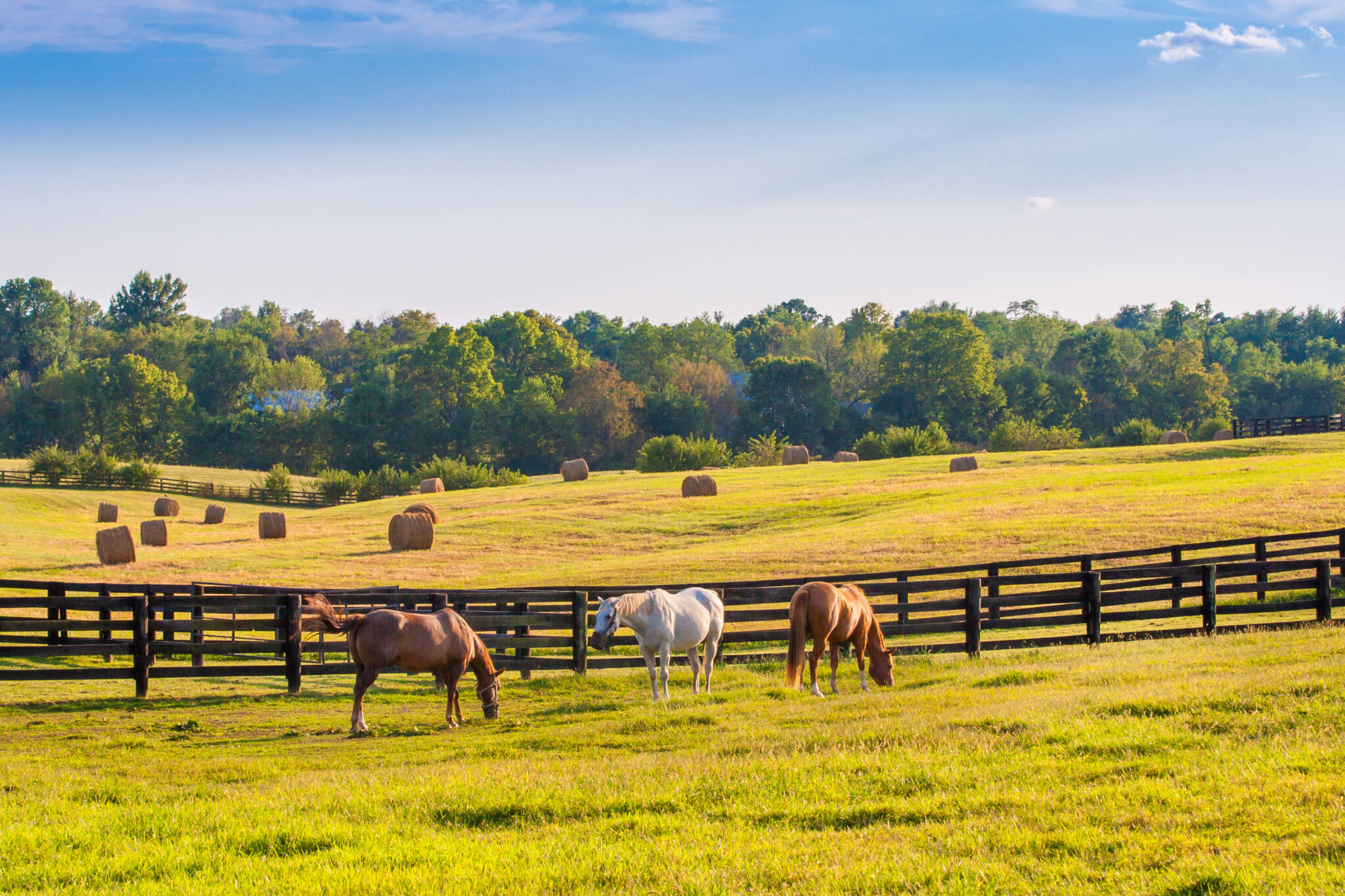 Horses At Horse Farm. Country Summer Landscape